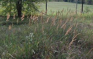 Indiangrass354