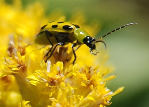 cucumber-beetle-goldenrod163