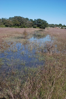 dry-woods-swale178