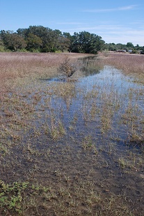 dry-woods-swale265