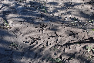 heron-rabbit-tracks098