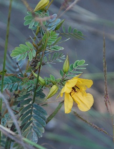 partridge-pea292