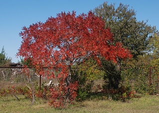 Prairie Flameleaf Sumac