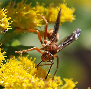 red-wasp-goldenrod165