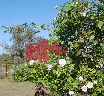 rose-and-sumac254