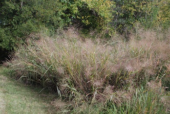 switchgrass-garden338