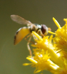 unk-fly-goldenrod167