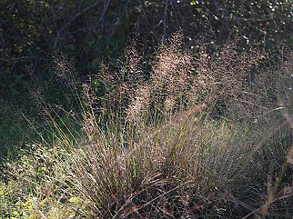 backlit-muhly094 backlit-muhly094