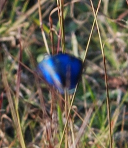 great-purple-hairstreak-dorsal284