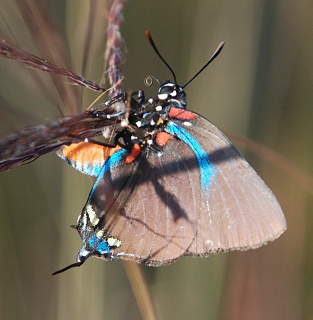 great-purple-hairstreak278