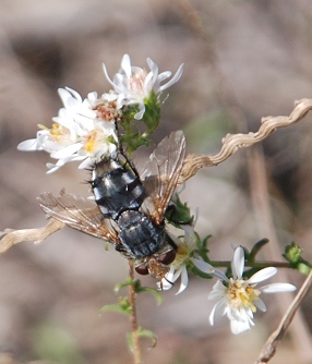 lg-resize_unk-fly-heath-aster062 lg-resize_unk-fly-heath-aster062