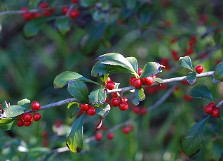 possumhaw-berries006