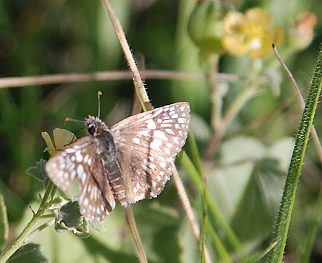 skipper-on-mallow081