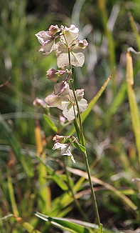 sm-mirabilis-alba-flower075