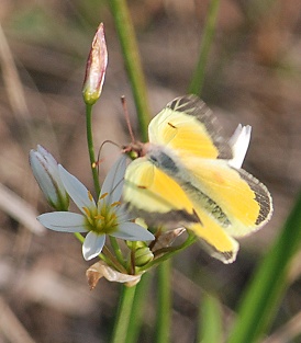 sulfur-on-wild-onion181