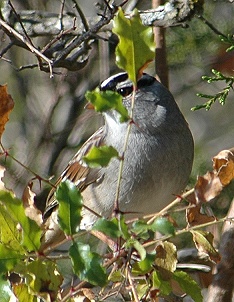 white-crowned_sparrow198