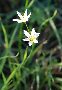 wild-onion096