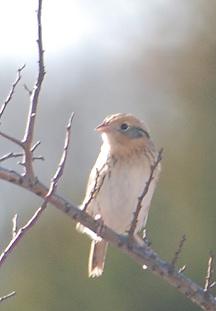 LeConte's-sparrow159