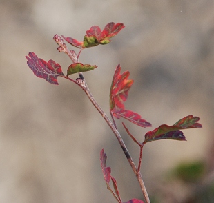 aromatic-sumac-color435B