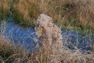 bushy-bluestem410B