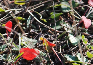 cranesbill-leaves419