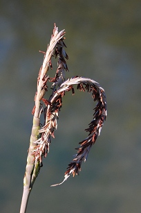 eastern-gama-flowers368