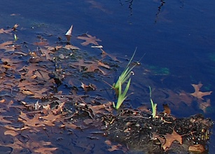 floating-iris-pond063