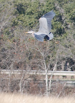 great-blue-heron-flight171