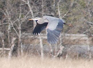 great-blue-heron-flight172