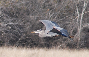 great-blue-heron-flight173