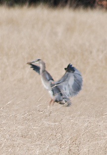 great-blue-heron-lands175