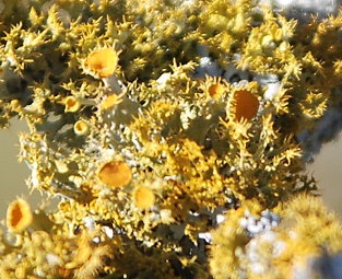 lichen-fruiting-bodies011