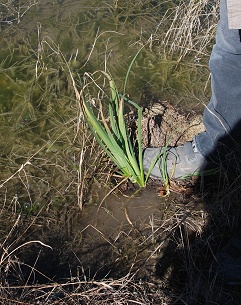 planting-iris065