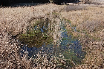 pool-below-no3-gabion166