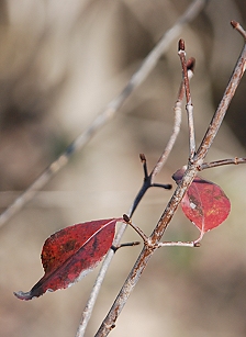 viburnum-red045