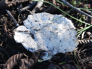 white-speckled-fungus133