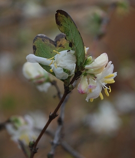 bush-honeysuckle-flowers414