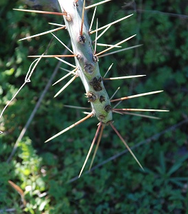 cactus-spines399
