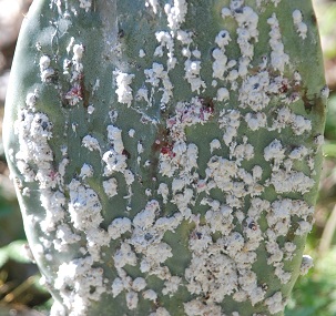 closeup-cochineal-scale240