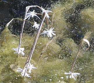 frost-flowers-swale286