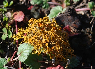 gold-lichen-ground244