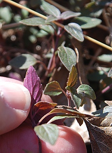 purple-underleaf-aromatic250