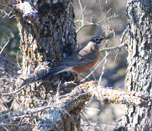 robin-in-winter238