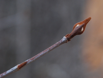 rusty-blackhaw-viburnum-bud410