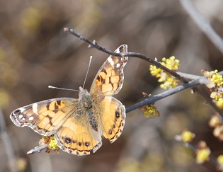 butterfly-elbow-bush263 butterfly-elbow-bush263