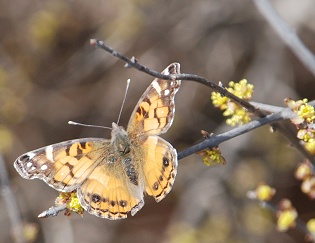 butterfly-elbow-bush263