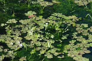 creek-woods-water-plants164