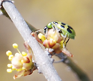 cucumber-beetle-elbowbush273