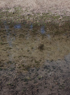 dry-woods-swale-water-quality125