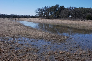 dry-woods-swale126